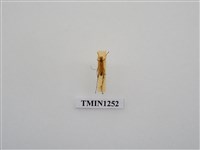 藏品(樺色細天牛)的圖片